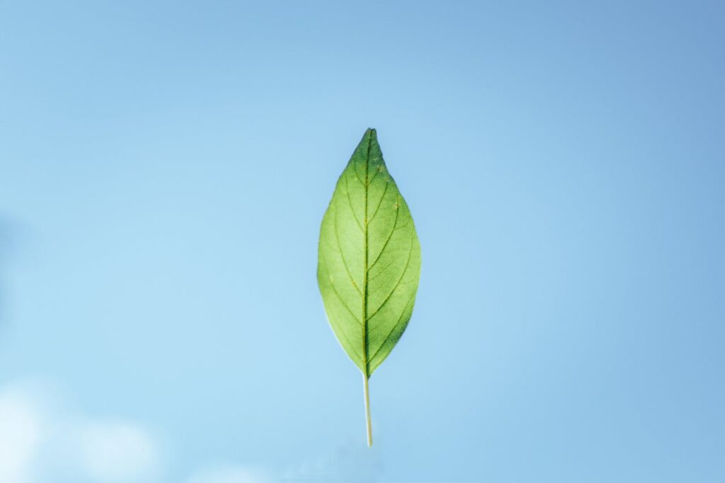 A green leaf floating against a clear blue sky, showcasing nature's simplicity.