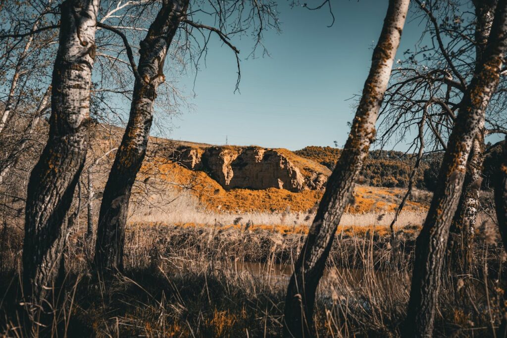 An enchanting autumn view of bare trees framing a hilly landscape under a clear sky.