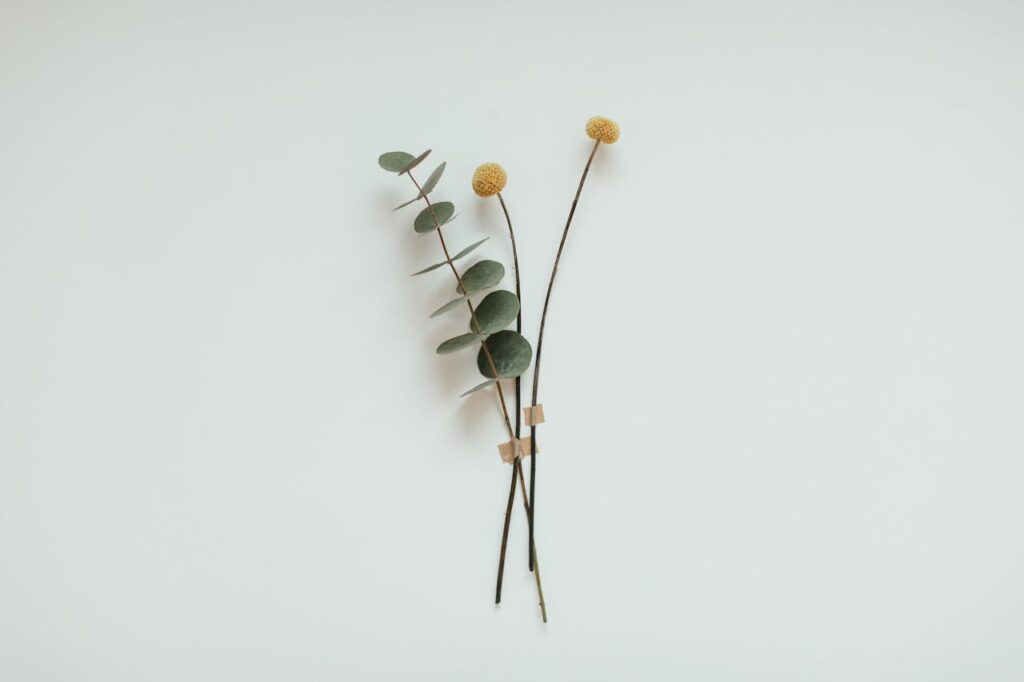 Simple eucalyptus and yellow flowers on a white background, perfect for minimalist decor.